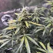 Auto SFV OG 2026