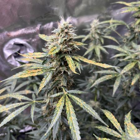 Auto SFV OG 2026