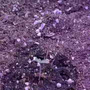 Auto Sweet Bourbon Kush 2026