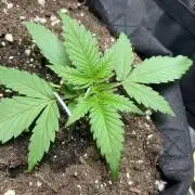 Auto Sweet Bourbon Kush 2026
