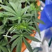 Auto SFV OG 2026