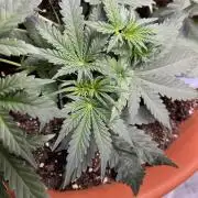 Auto SFV OG 2026