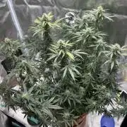 Auto SFV OG 2026