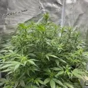 Auto Frozen Biscotti 2026