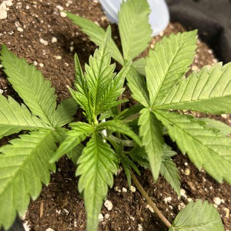 Auto Sweet Bourbon Kush 2026