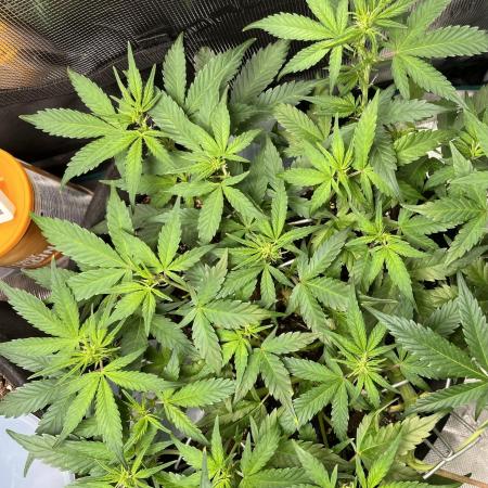 Auto Sweet Bourbon Kush 2026