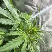 Auto Frozen Biscotti 2026