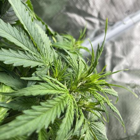 Auto Frozen Biscotti 2026