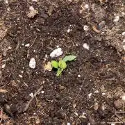 Auto SFV OG 2026