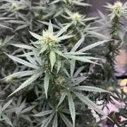 Auto SFV OG 2026