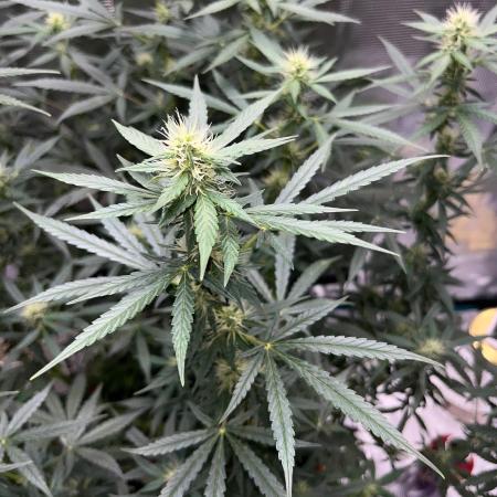 Auto SFV OG 2026
