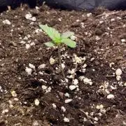 Auto Sweet Bourbon Kush 2026