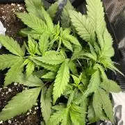 Auto Sweet Bourbon Kush 2026
