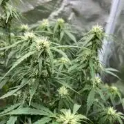 Auto Frozen Biscotti 2026