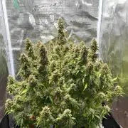Auto Frozen Biscotti 2026