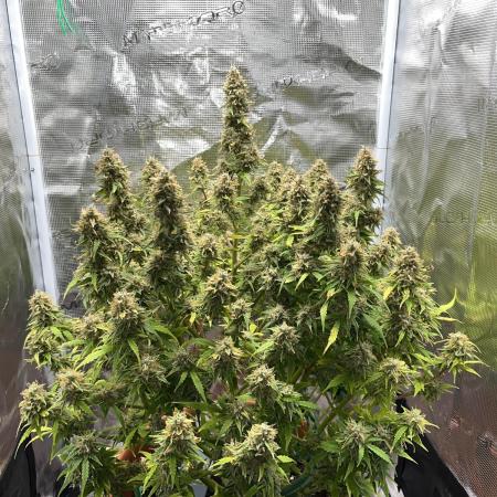 Auto Frozen Biscotti 2026