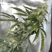 Auto SFV OG 2026