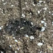 Blue Zushi - first photoperiodic try