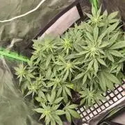 Strawberry gorilla auto#1
