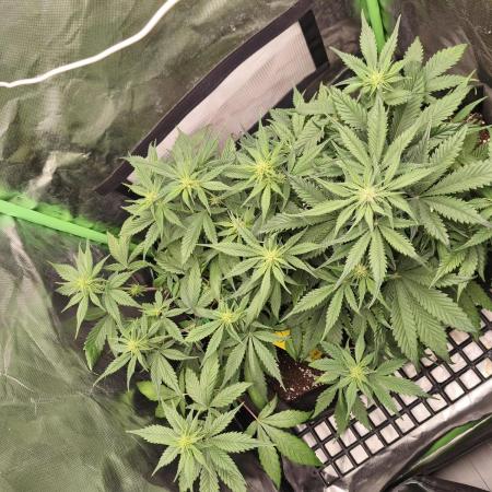 Strawberry gorilla auto#1