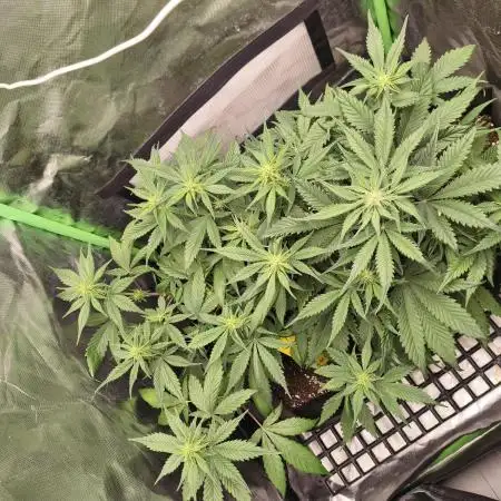 Strawberry gorilla auto#1