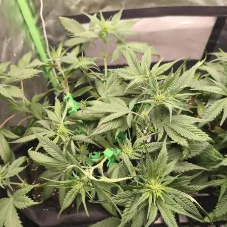 Strawberry gorilla auto#1