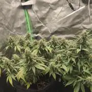 Strawberry gorilla auto#1