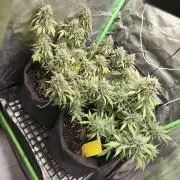 Strawberry gorilla auto#1
