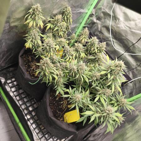Strawberry gorilla auto#1