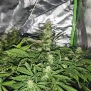 Strawberry gorilla auto#1