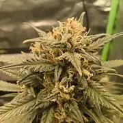 Strawberry gorilla auto#1