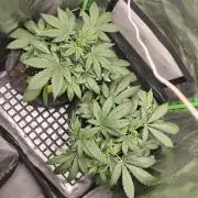 Strawberry gorilla auto#1