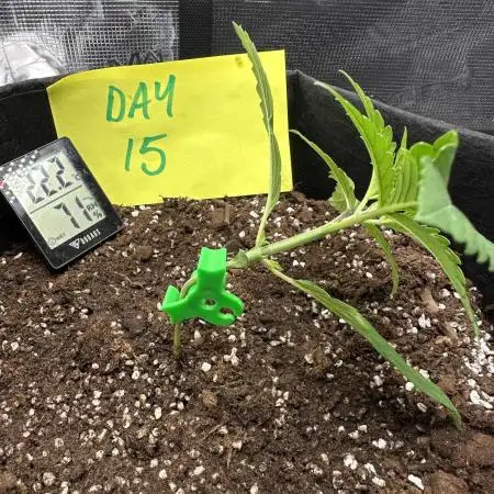 First Indoor Grow