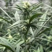 Granny Candy