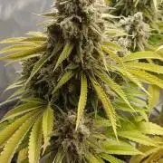 16 Colas Mainlaining Permanent Marker