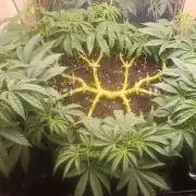 16 Colas Mainlaining Permanent Marker