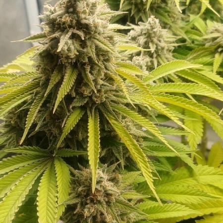 16 Colas Mainlaining Permanent Marker