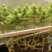 16 Colas Mainlaining Permanent Marker