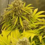 16 Colas Mainlaining Permanent Marker