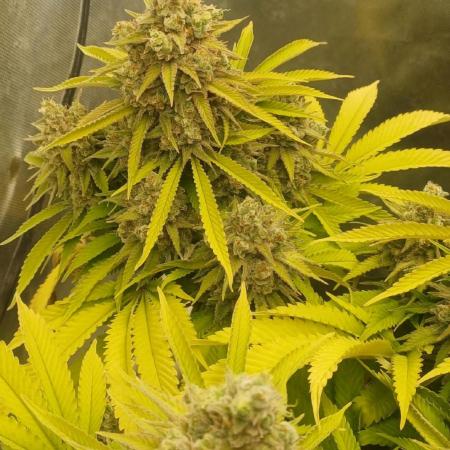 16 Colas Mainlaining Permanent Marker