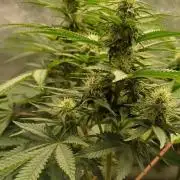 16 Colas Mainlaining Permanent Marker