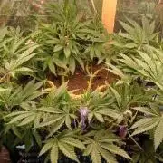 16 Colas Mainlaining Permanent Marker