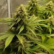 16 Colas Mainlaining Permanent Marker