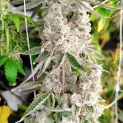 Z-Dawg Regular (Purple stem pheno)