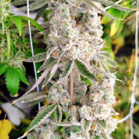 Z-Dawg Regular (Purple stem pheno)