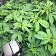 Gorilla Cookies Auto - First grow