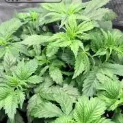 Gorilla Cookies Auto - First grow