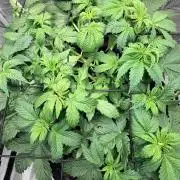 Gorilla Cookies Auto - First grow