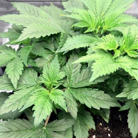 Gorilla Cookies Auto - First grow