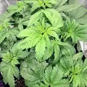 Gorilla Cookies Auto - First grow